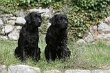 LABRADOR 844